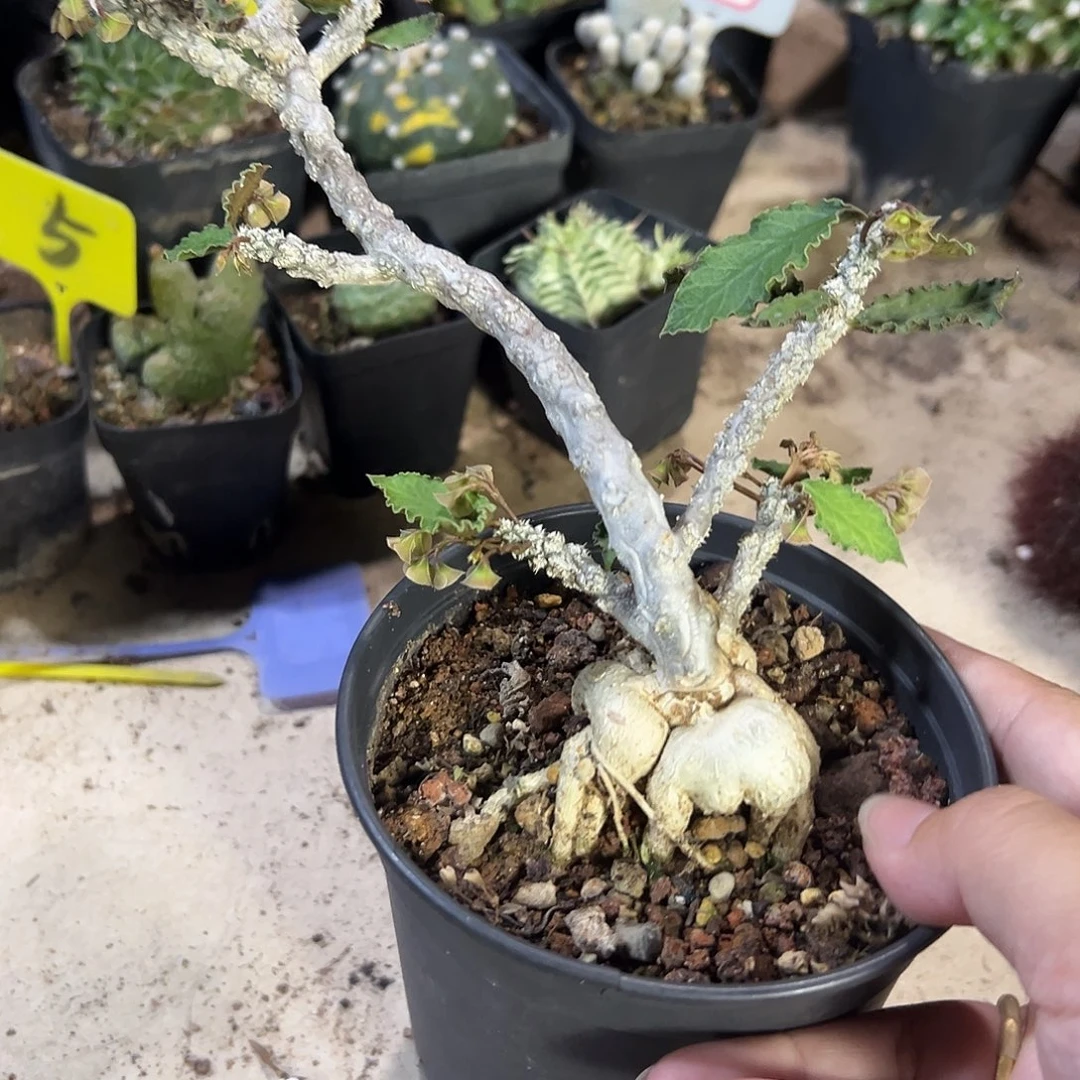 10枝/扎实生皱叶麒麟带盆发