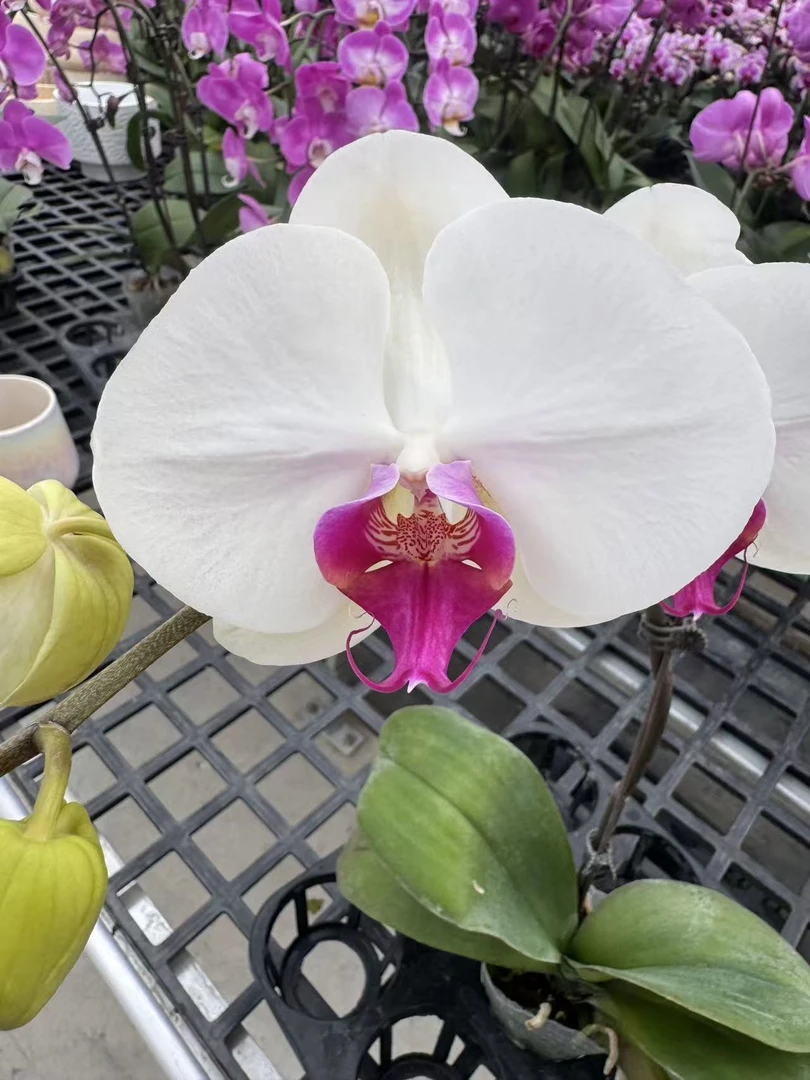 蝴蝶兰【白花红心单】鲜花盆栽室内观赏花花佛山基地直发好养易活