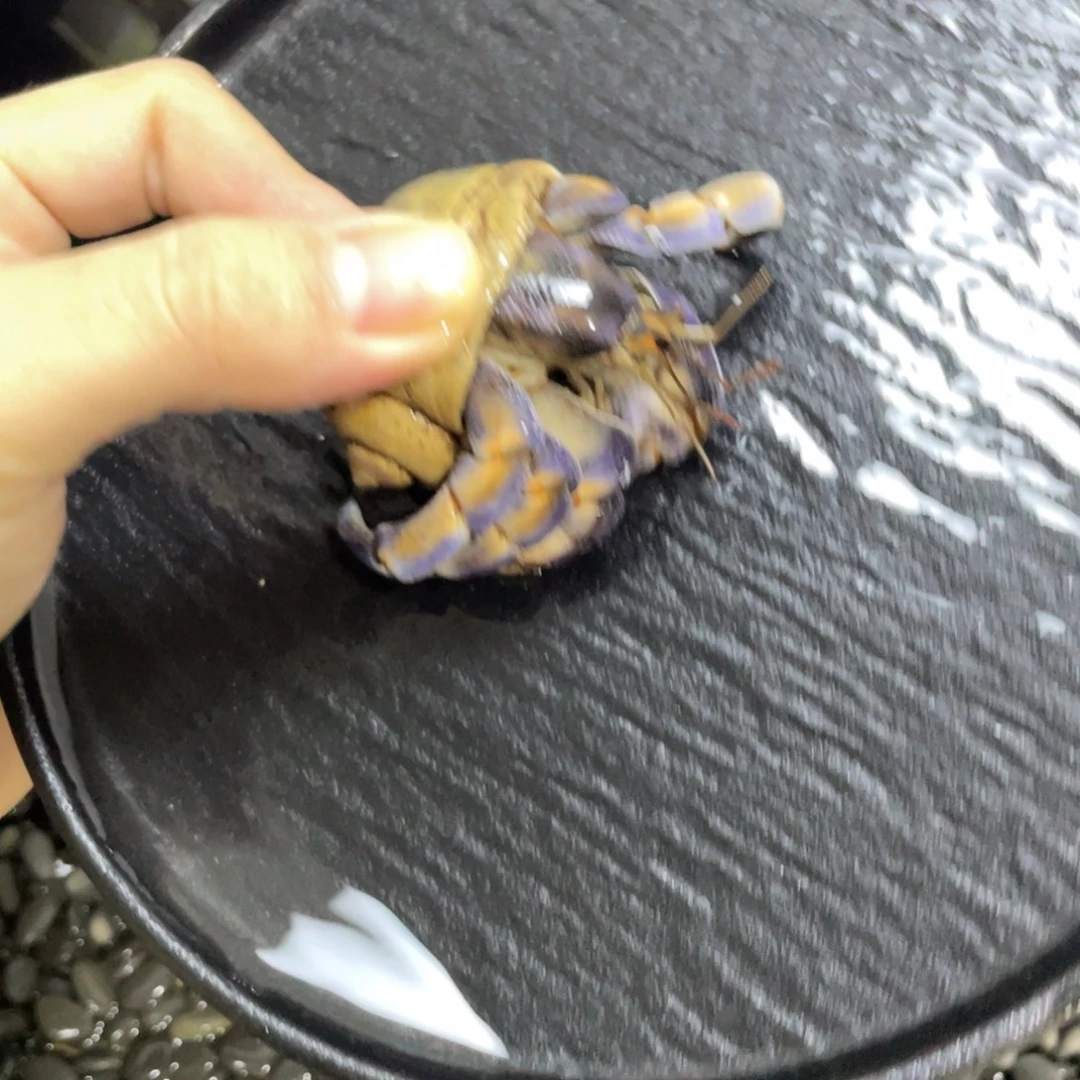 寄居蟹寄居蟹寄居蟹3.2