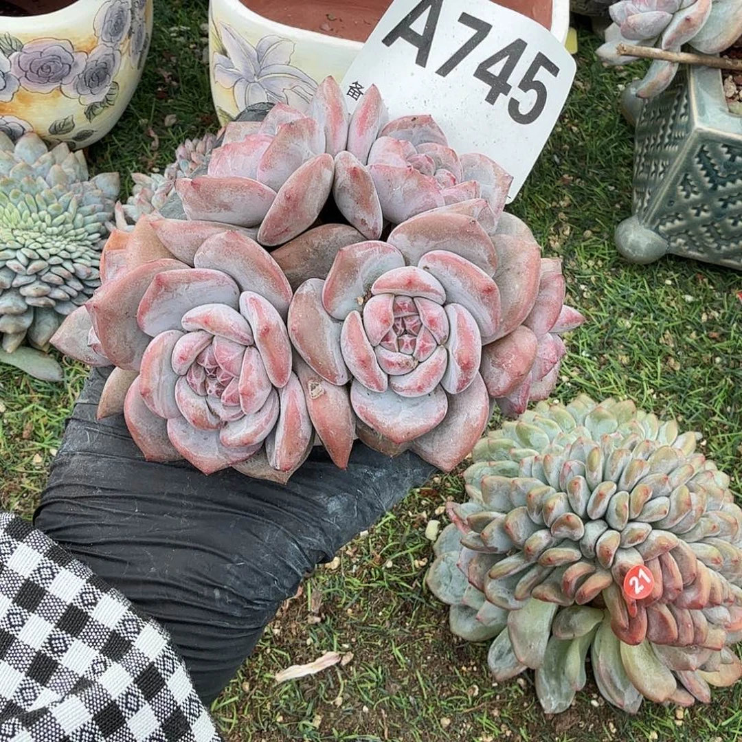 6头石榴籽模特呀呀