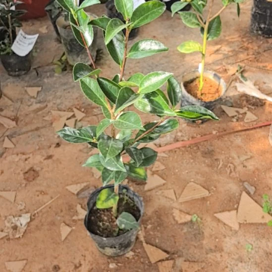 完全开放明镜茶花