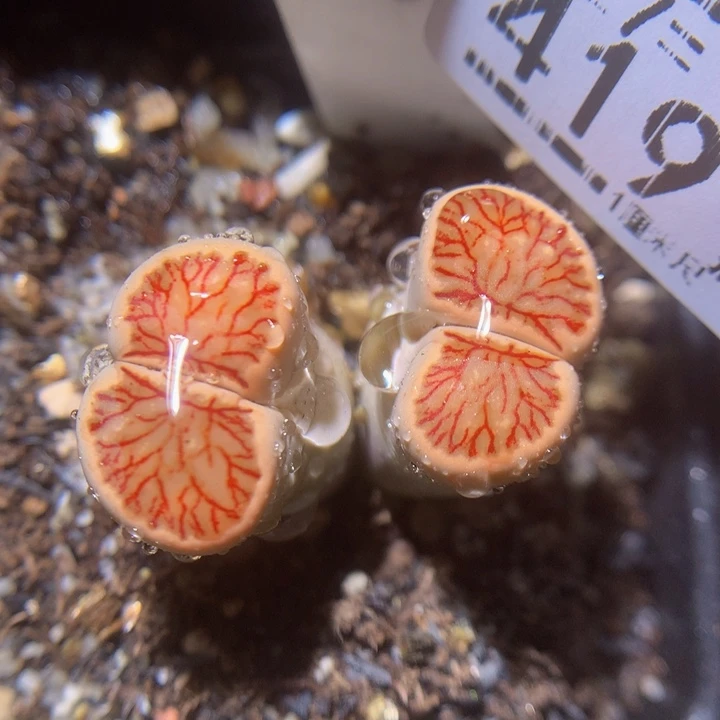 精品生石花27.419