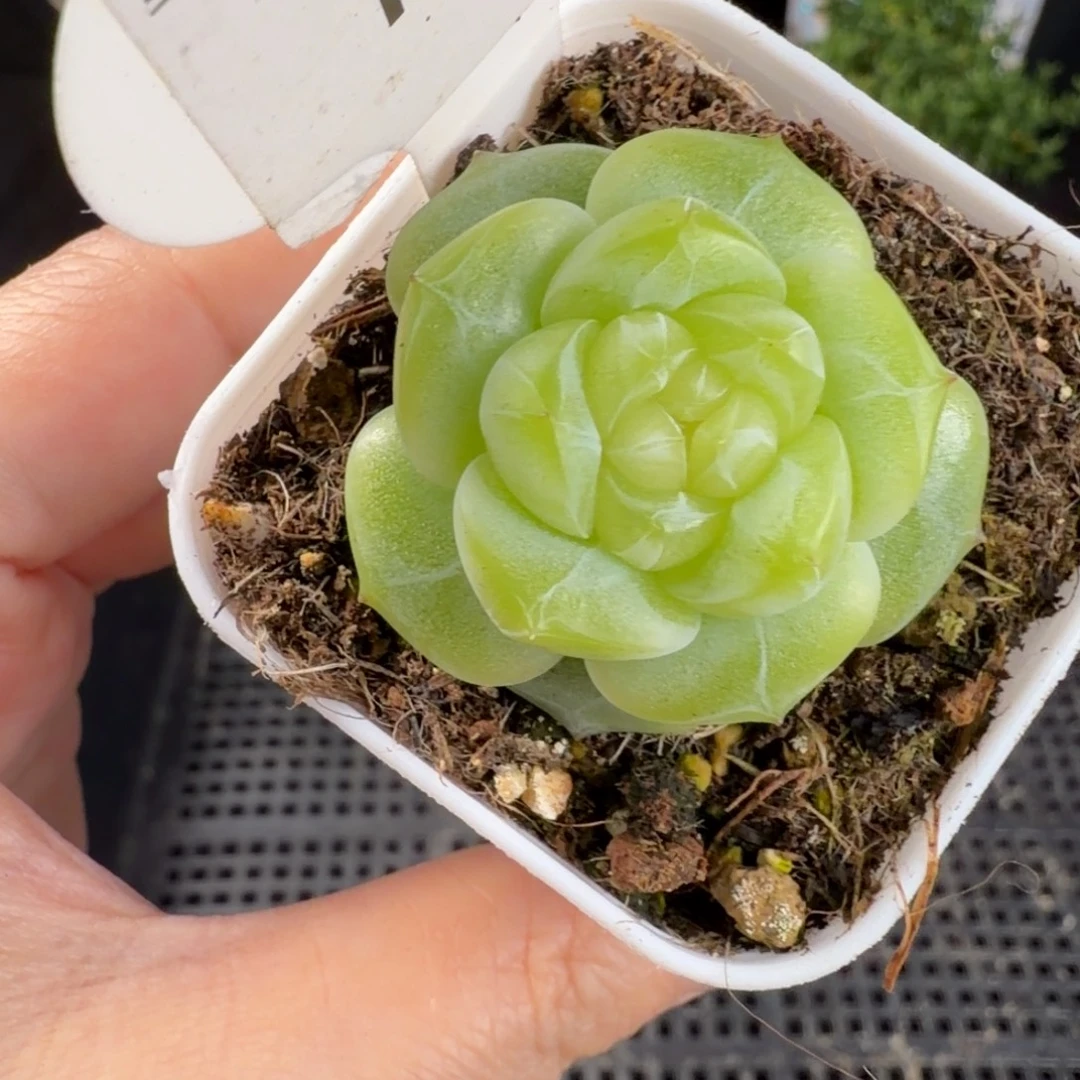 白葡萄酒珍妮184号