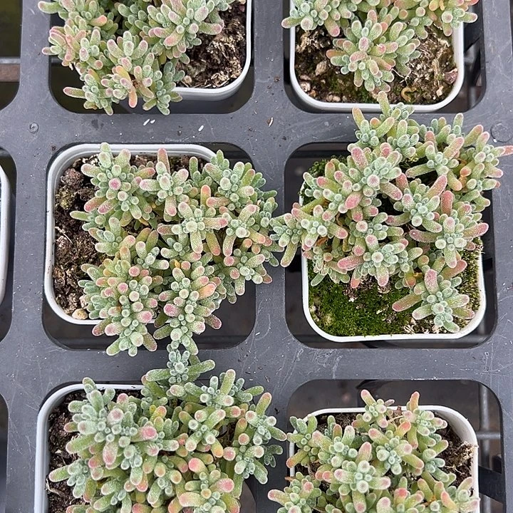 冰水晶到手1颗量拍多肉满18元包邮