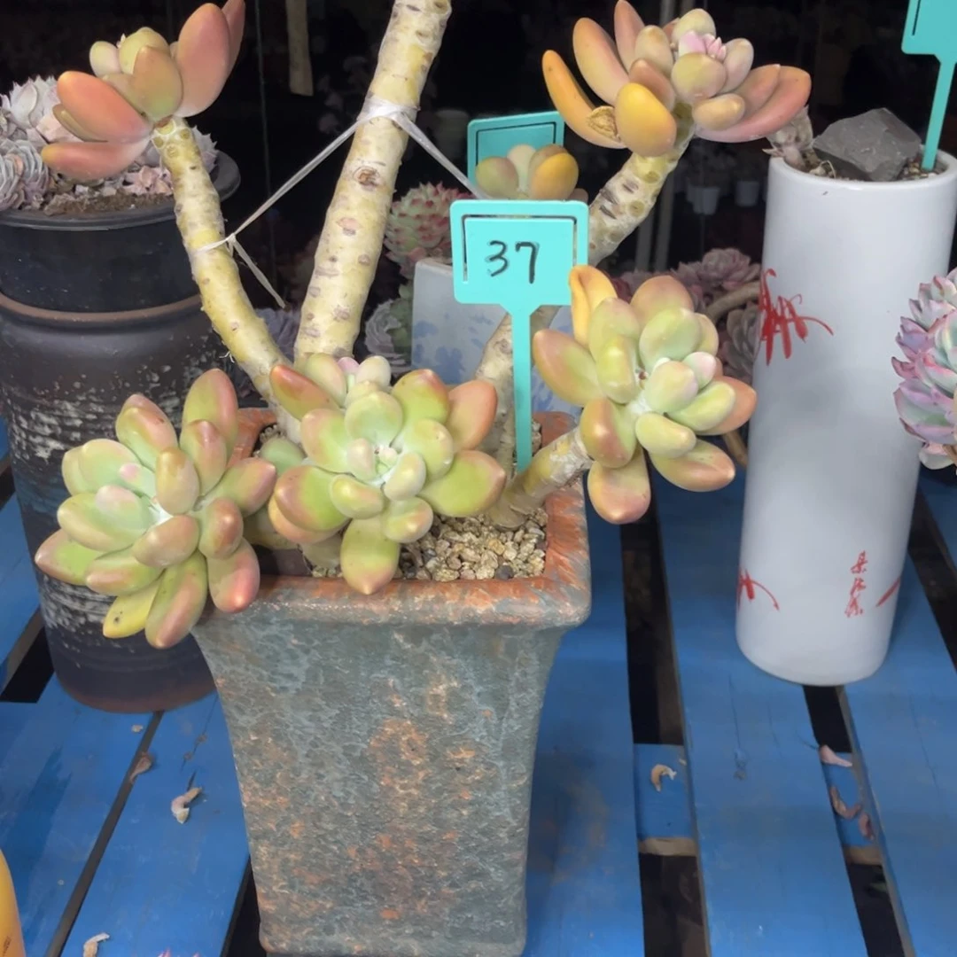 小雨多肉一物一拍金蟾