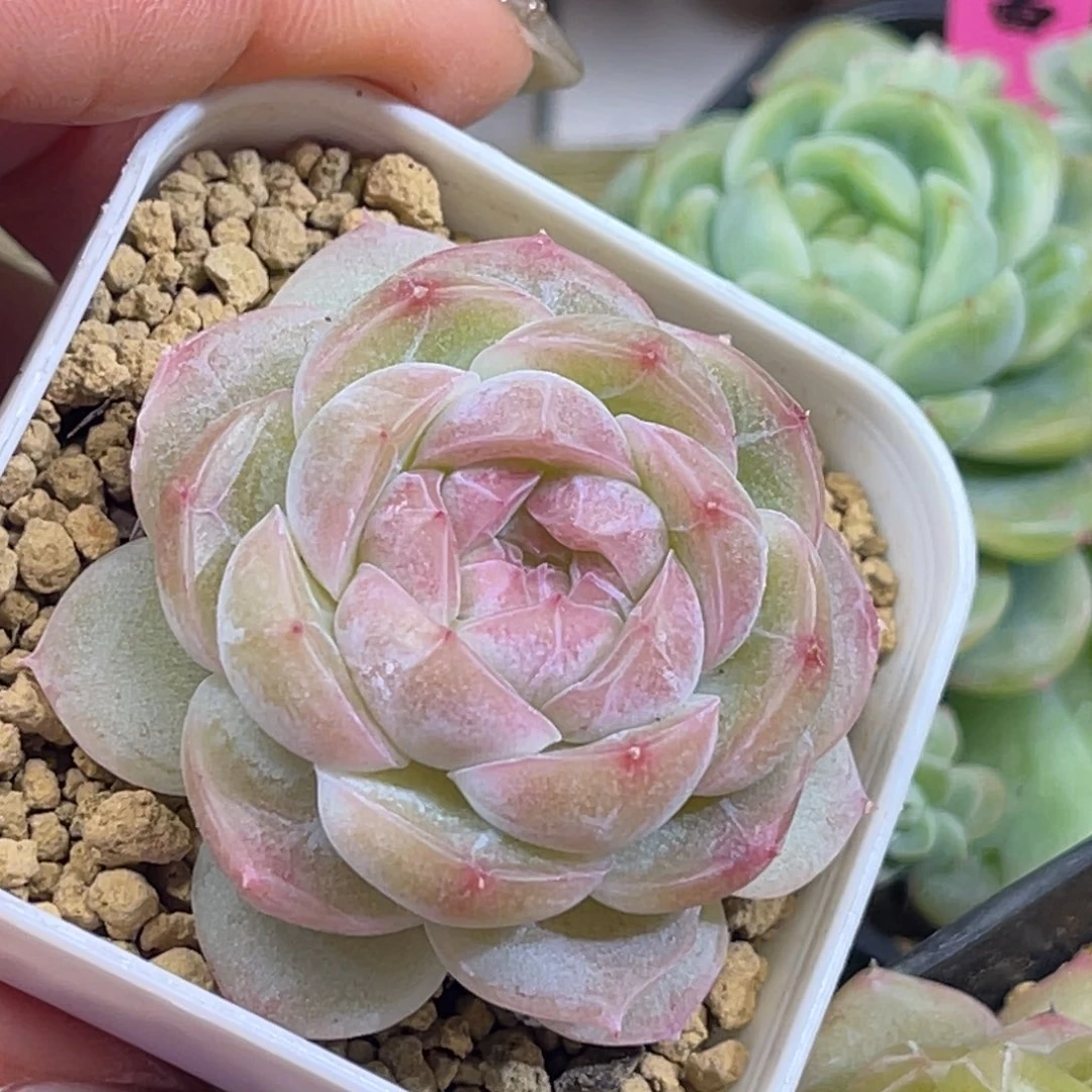 子浅 单头 下播福利