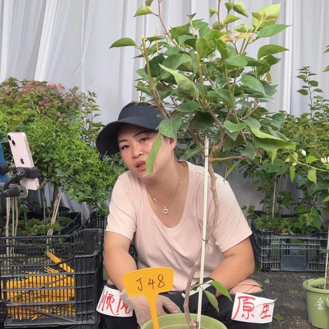 落***飞当前无花栽培后可以开花J48波妹