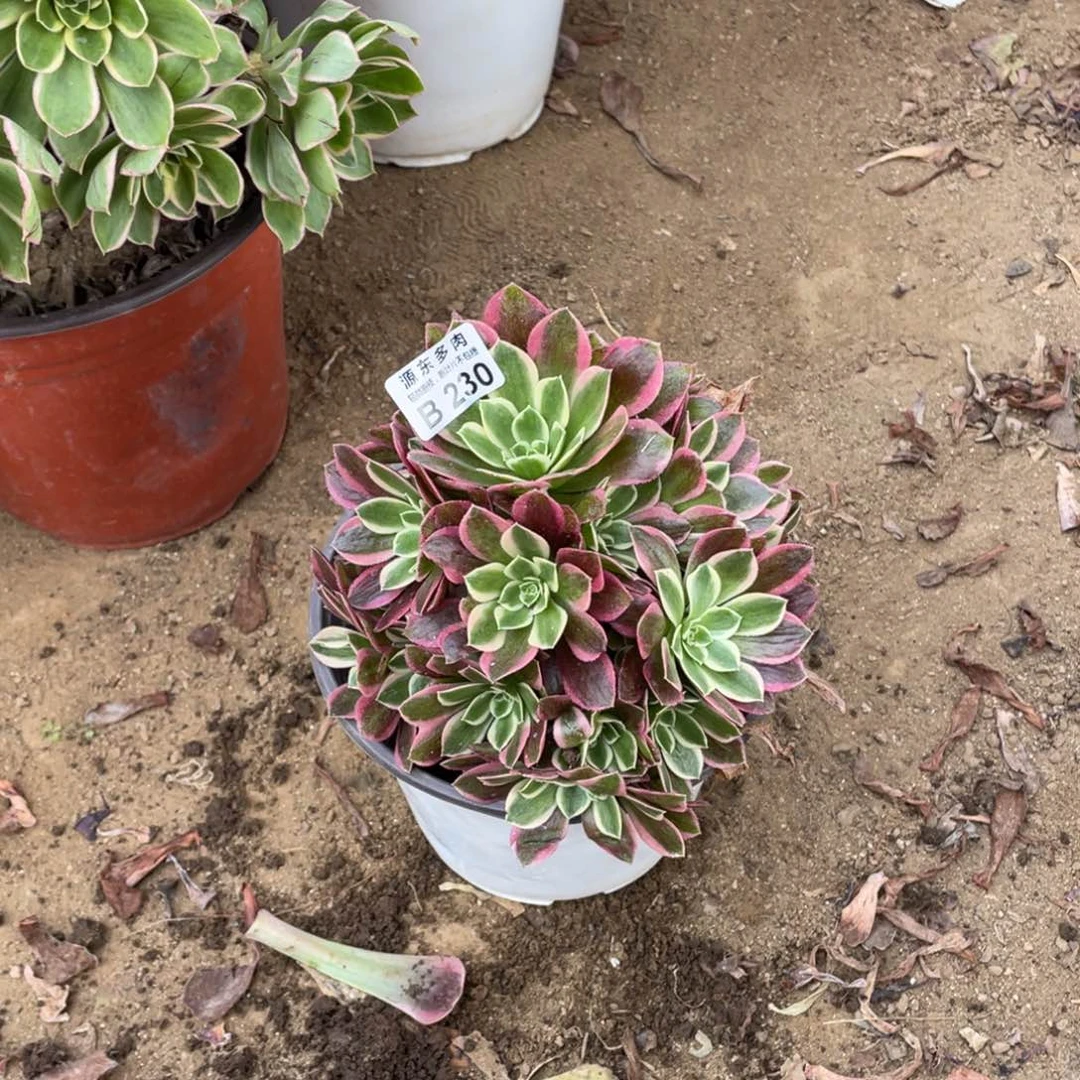 230雨花石多肉法师断枝不包