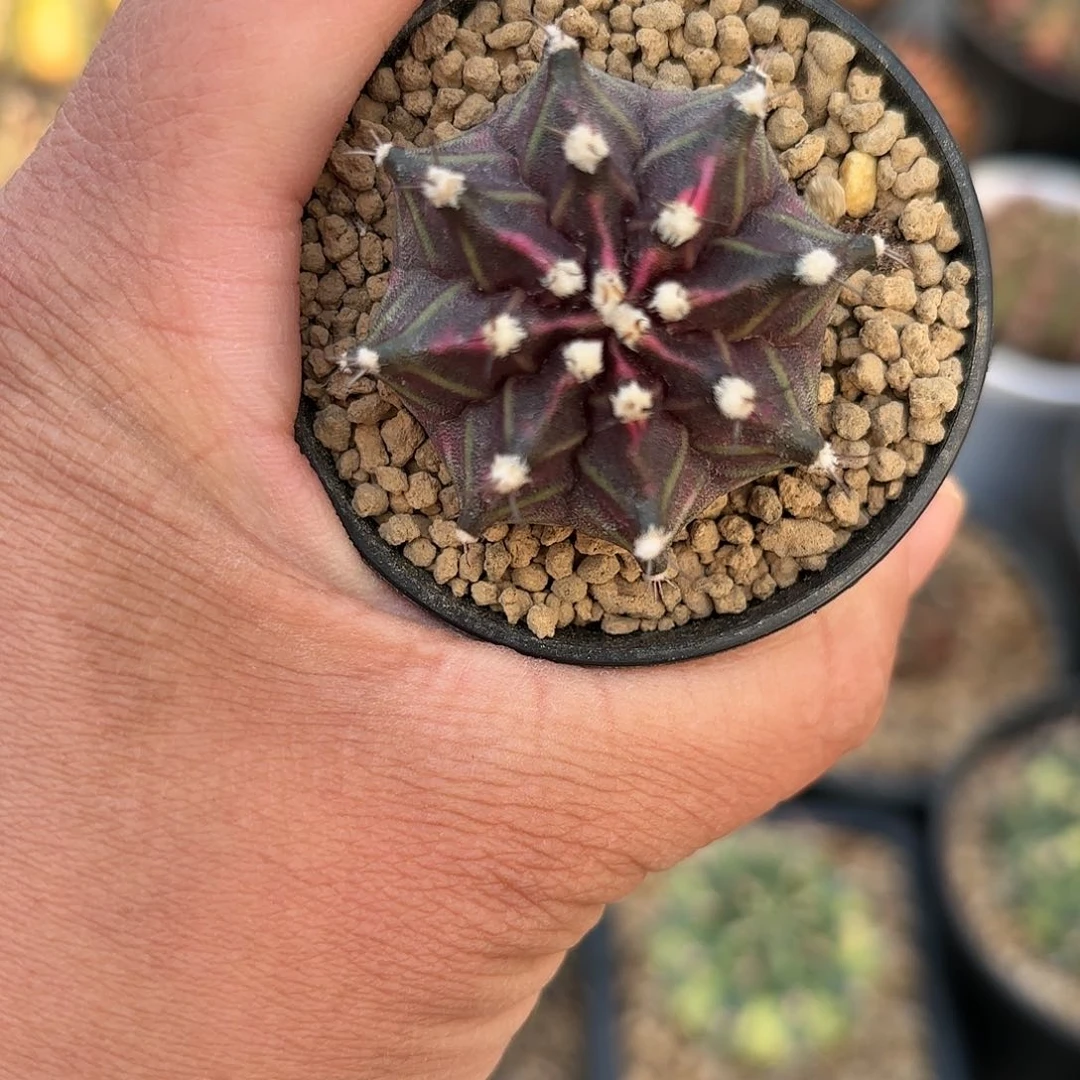 泰系米哈仙人球实生209