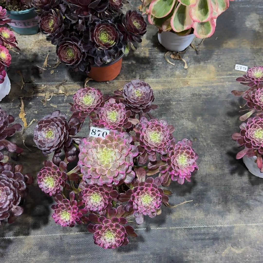 870水墨画寄养空包裹