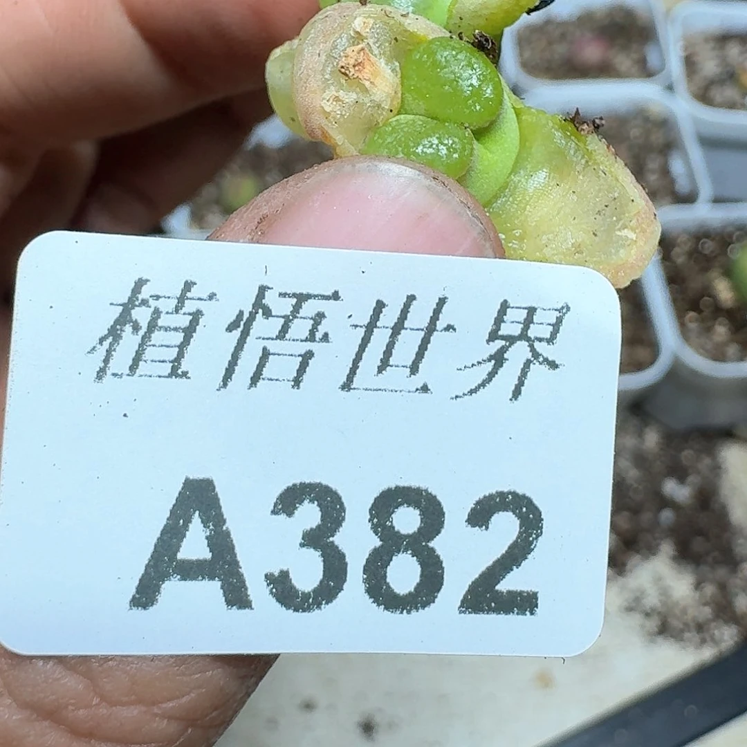 382号多肉植物哇fv