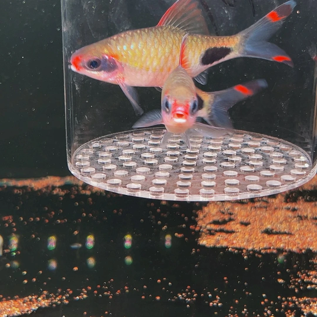 工具鱼红唇红线黑影2条9公分