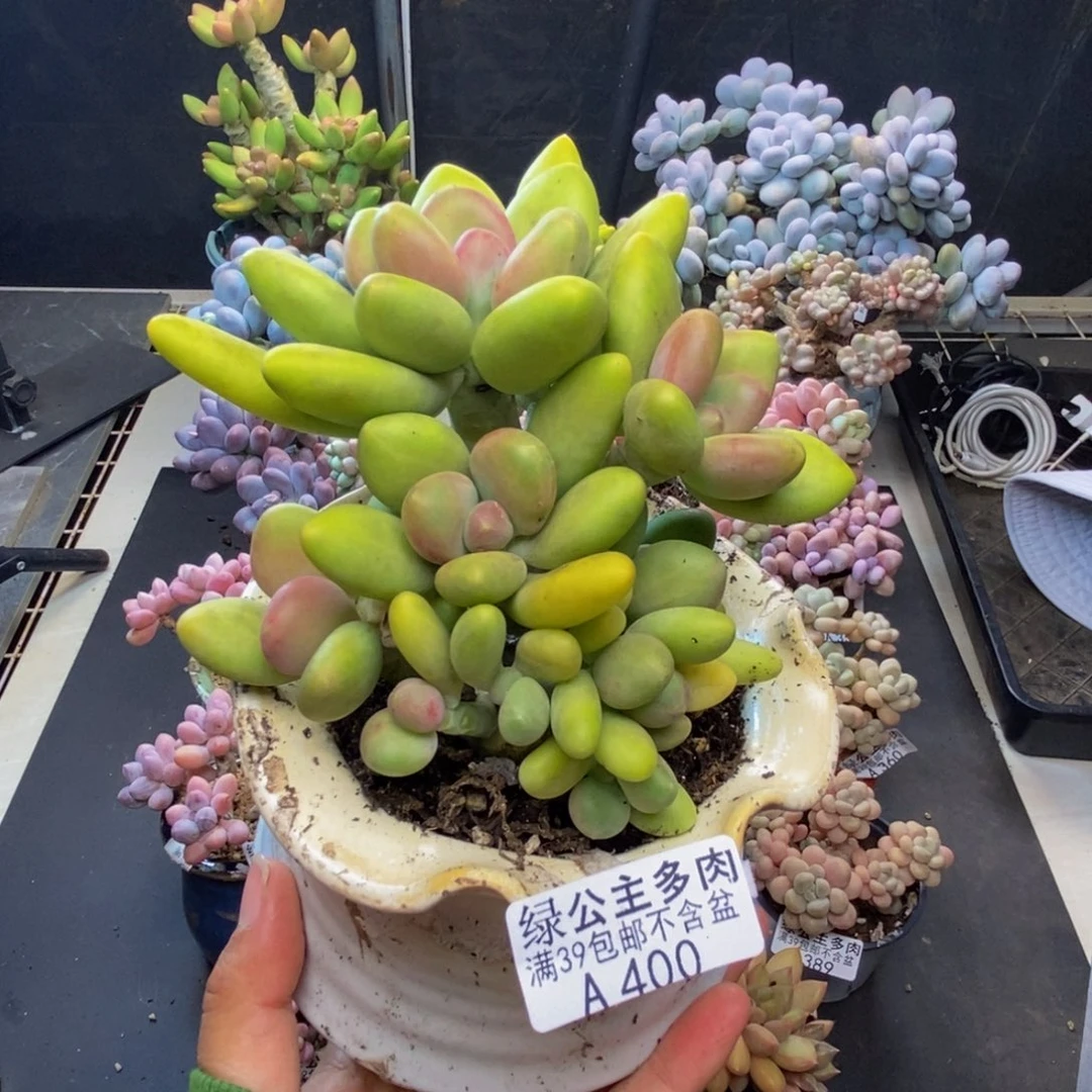 400芒果奶多肉10c m