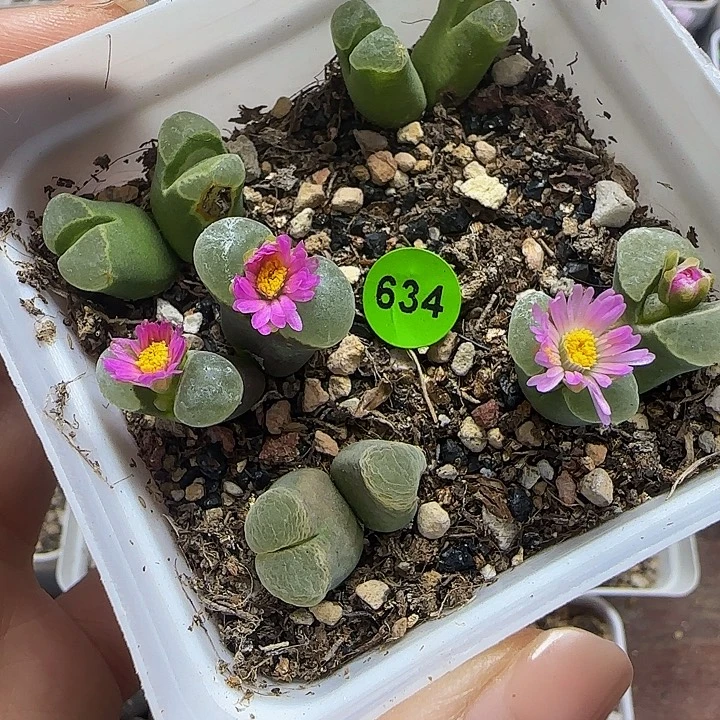 5颗多肉植物脱土634