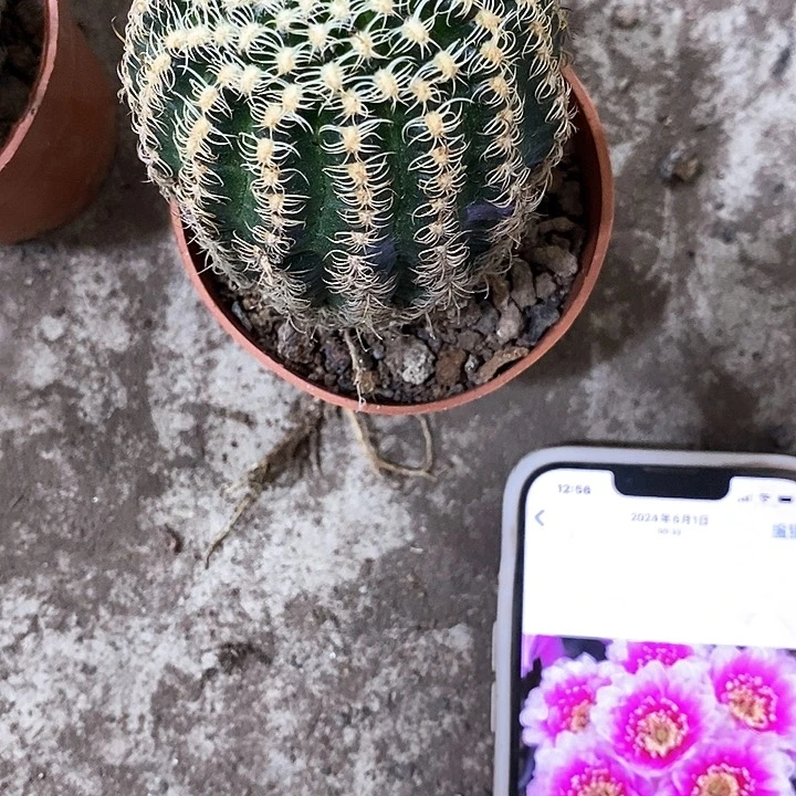 魅影瑕疵清仓5公分左右