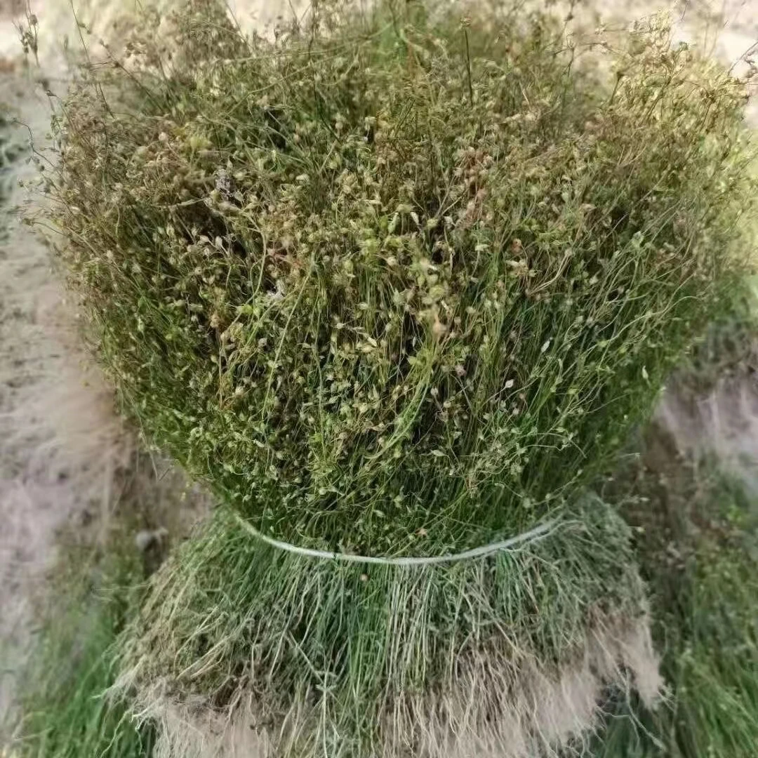 四叶莲干货一包500克