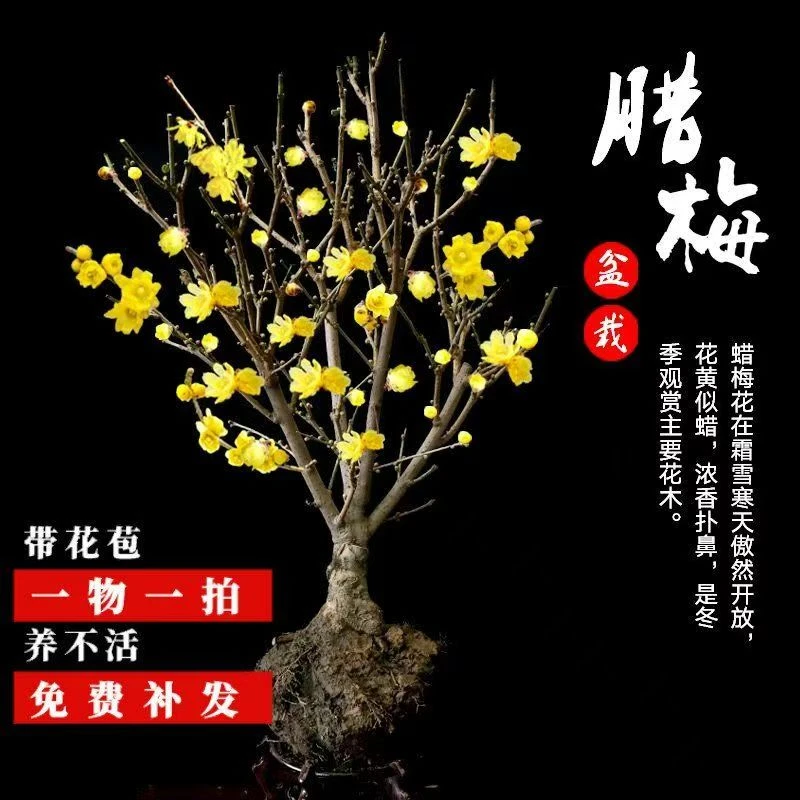 【带花苞】腊梅梅花盆栽地栽老桩浓香型耐寒植物冬天开花庭院花卉
