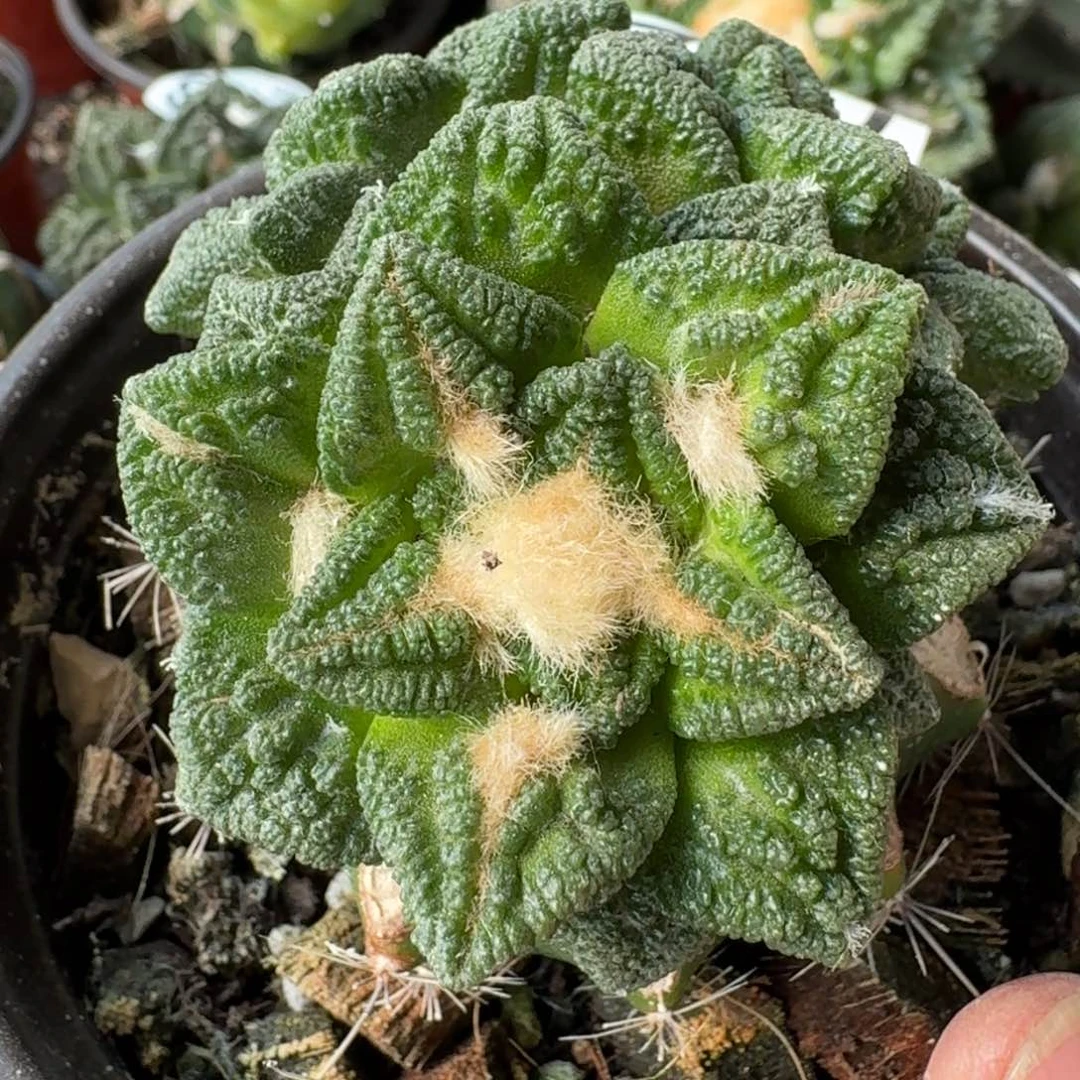 【闪购商品】三头苗接辛顿750