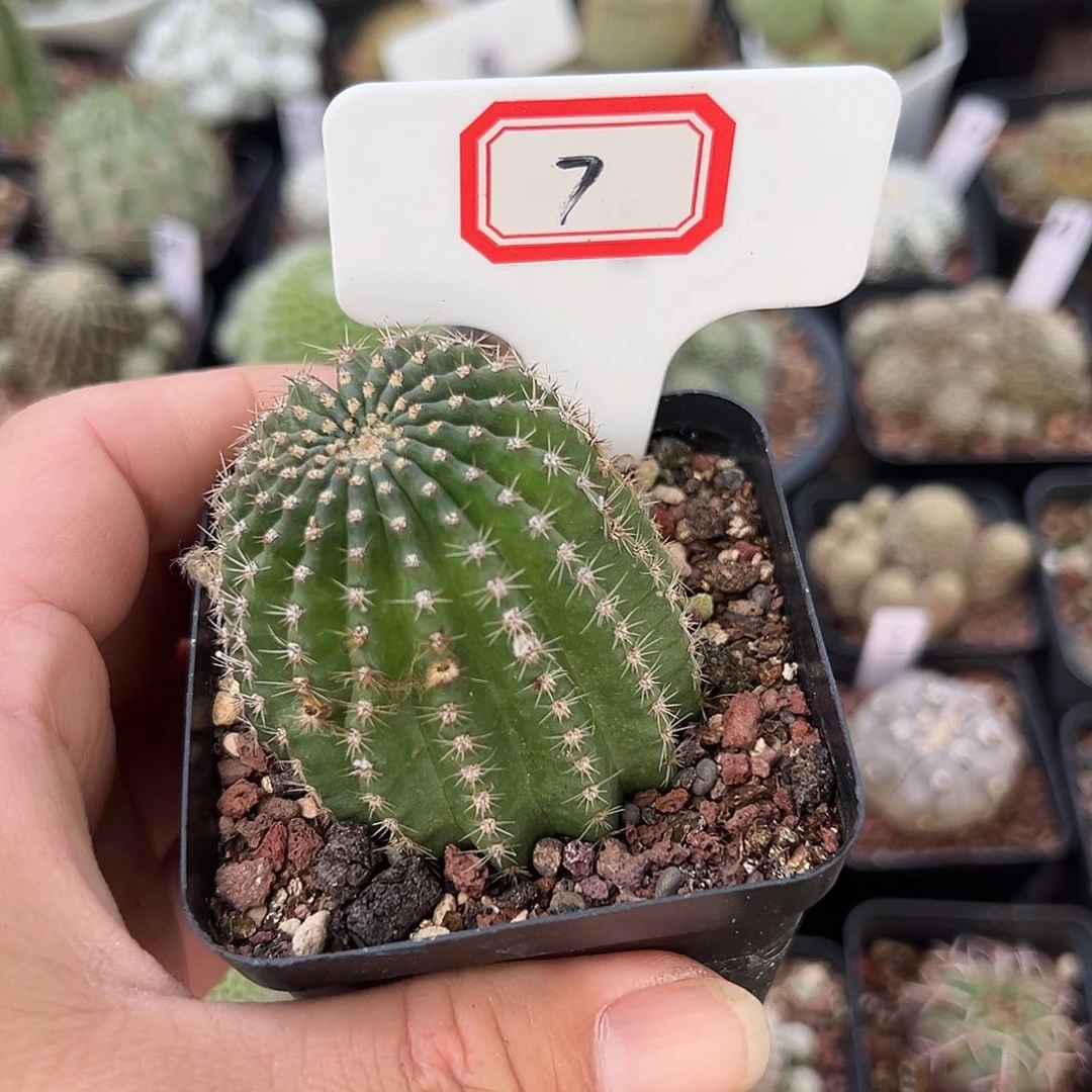 ꧁***꧂7往事多肉园仙人球开花