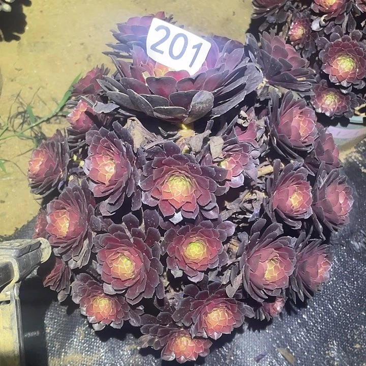 多肉植物法师201黑铜壶中班