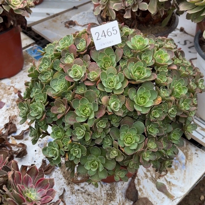 树玫瑰多肉处理不包断头2465