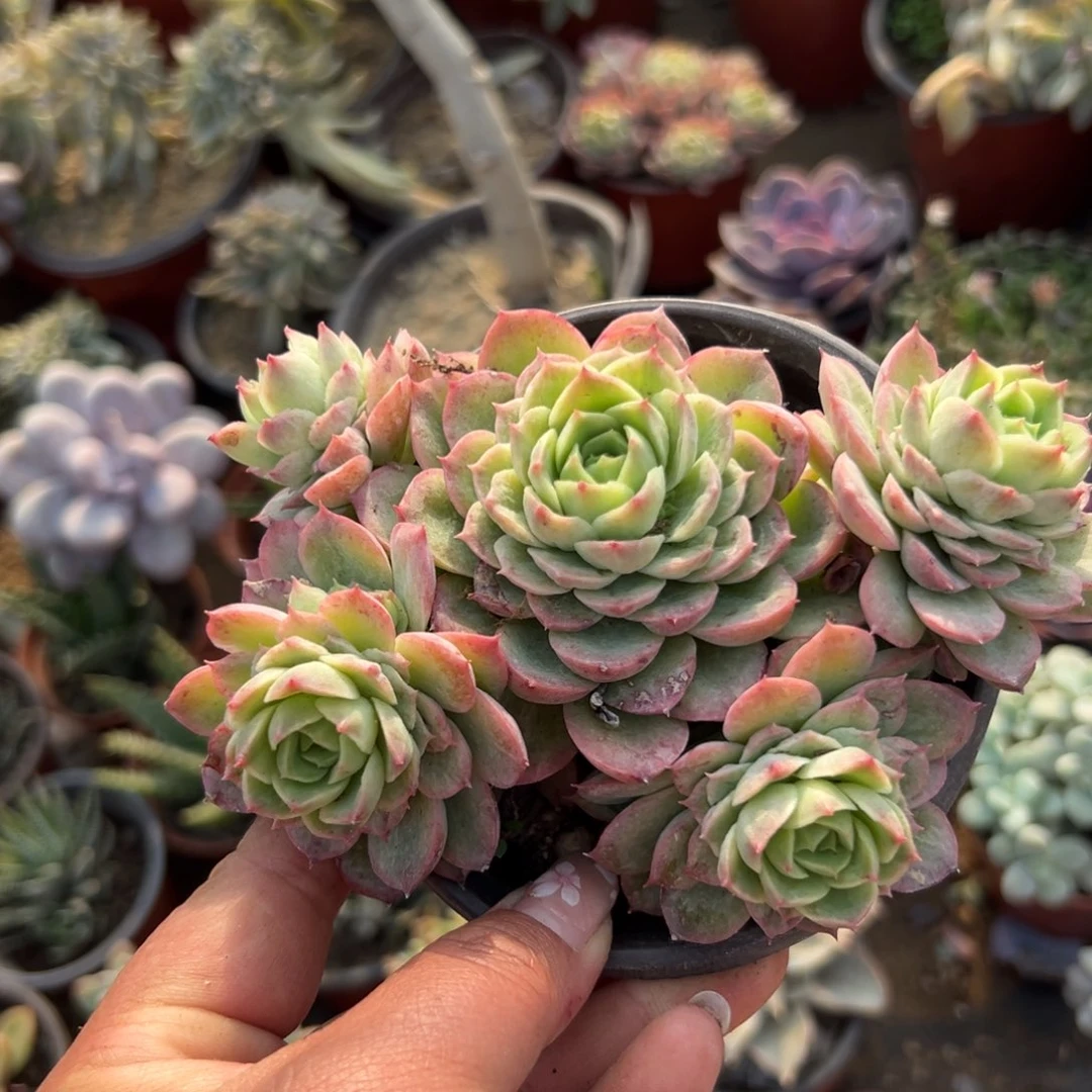 多肉植物多肉植物