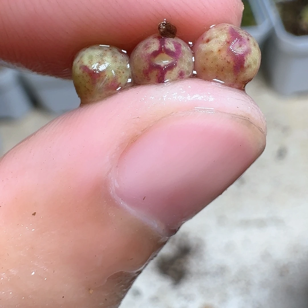 1颗一组量拍多肉植物哇哇c