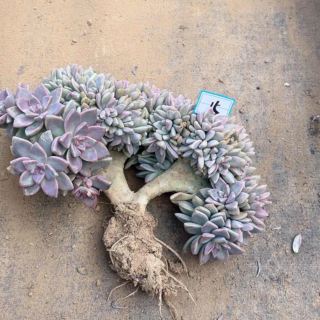 15号淡雪缀化一物一拍