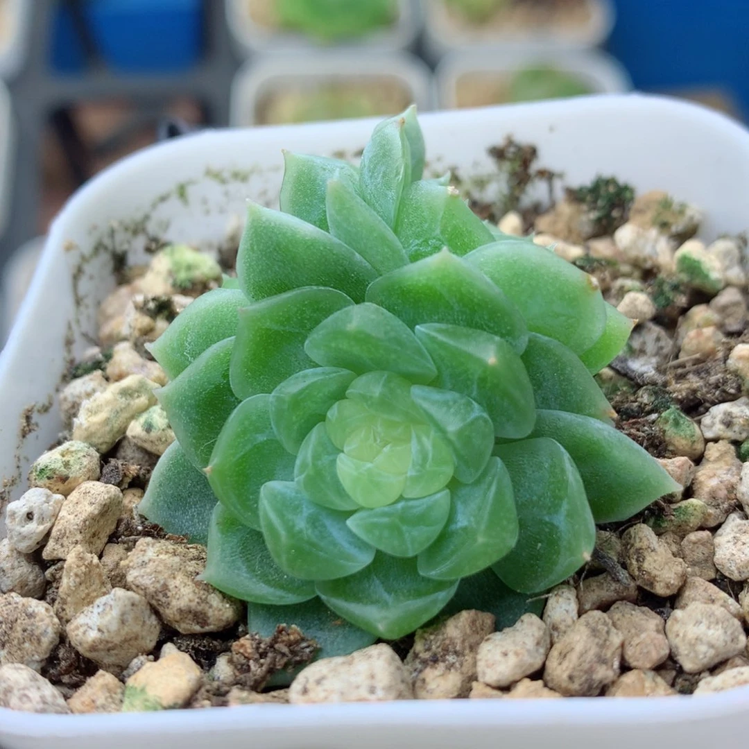 58包邮  群生不包整 泼富13