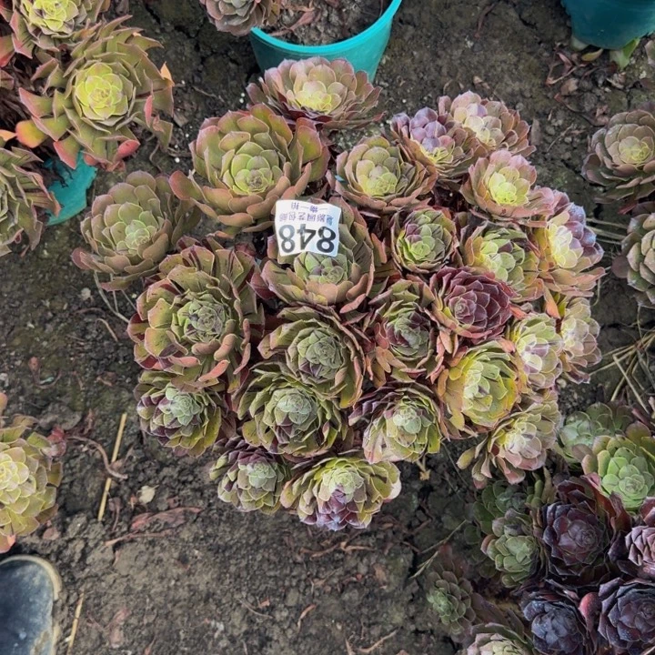 梅花花25-34包邮花花
