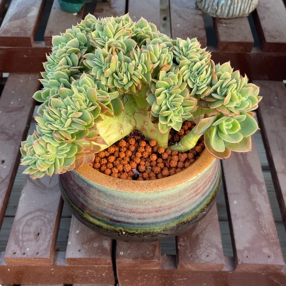 星纳塔缀化小树缀
