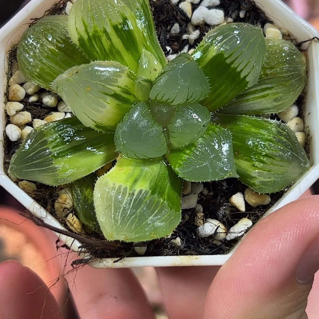 糯玉露锦十二卷多肉植物