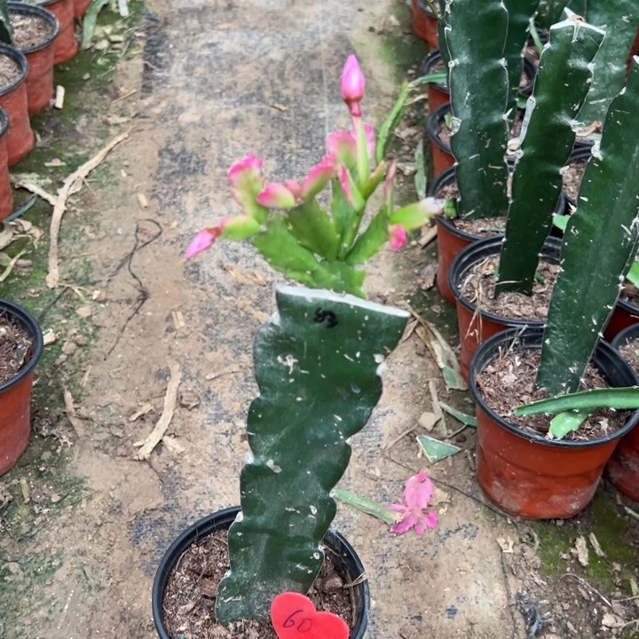 离***开当前无花栽培后可以开花083 60