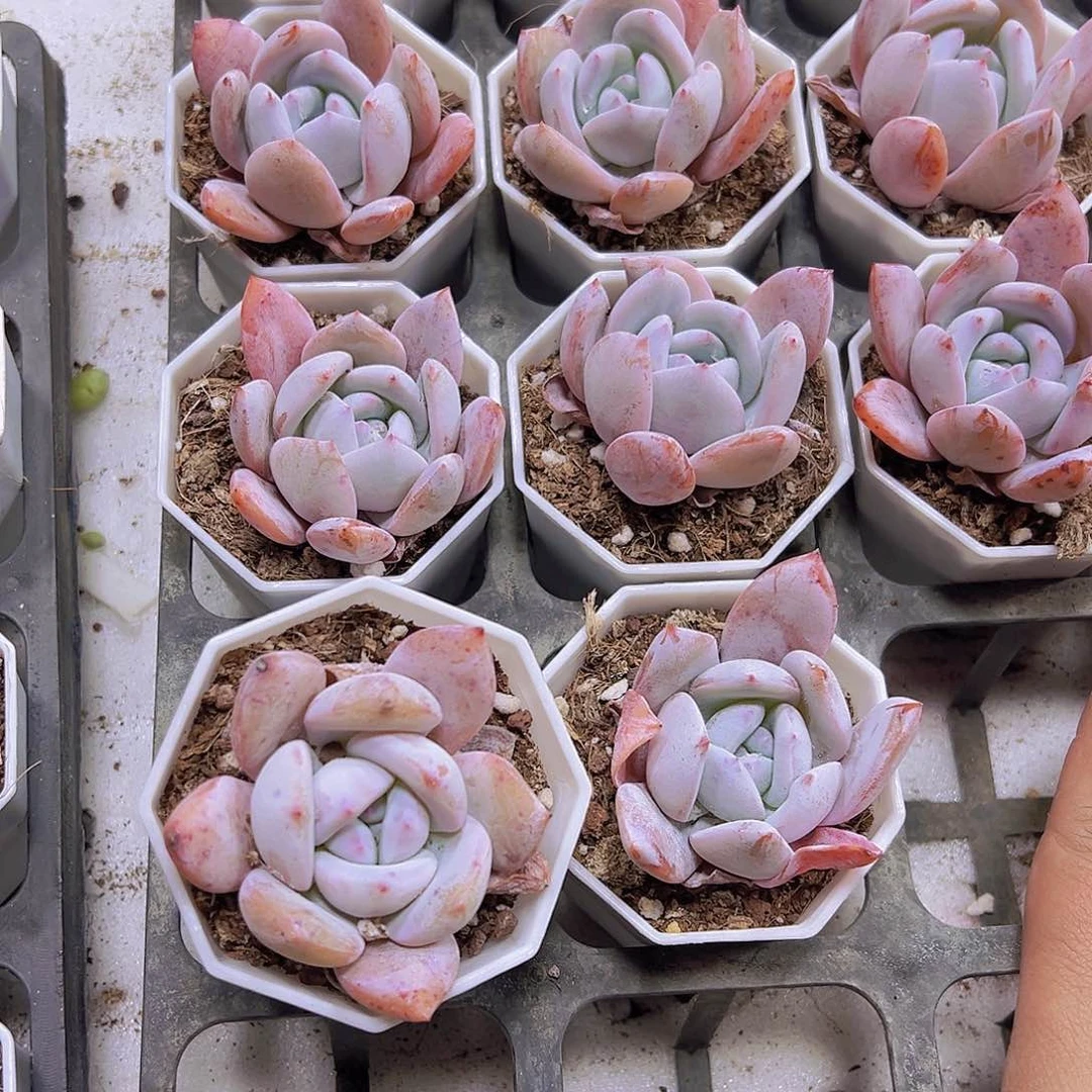 嫦娥19包邮多肉植物