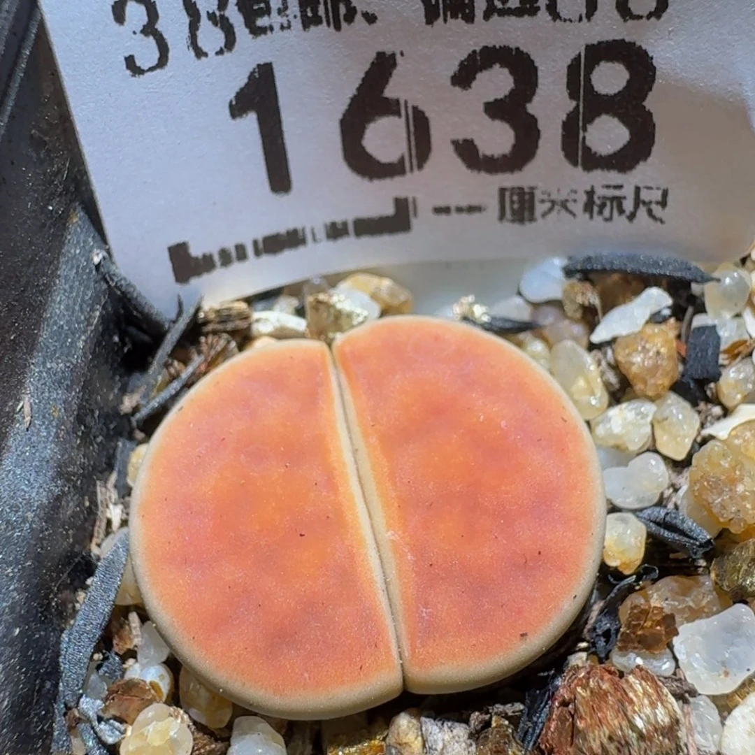 zzzz生石花肉锥1638