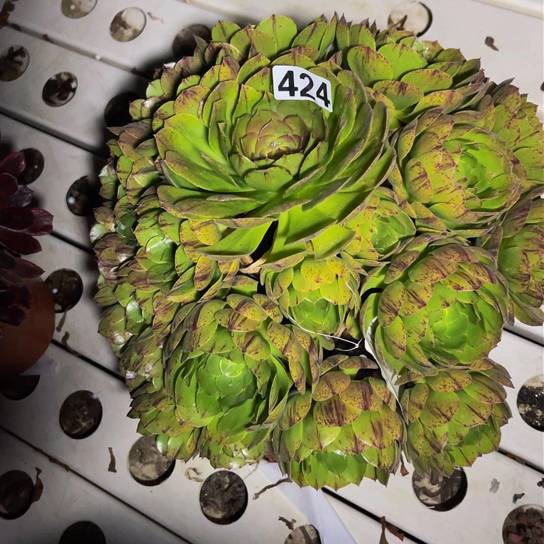 法师法师3-9包邮法师