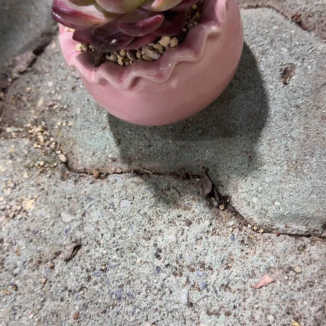 欧***颜粉色花边花盆多肉植物