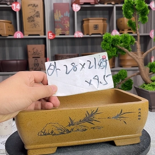 紫砂花盆紫砂花等品种均