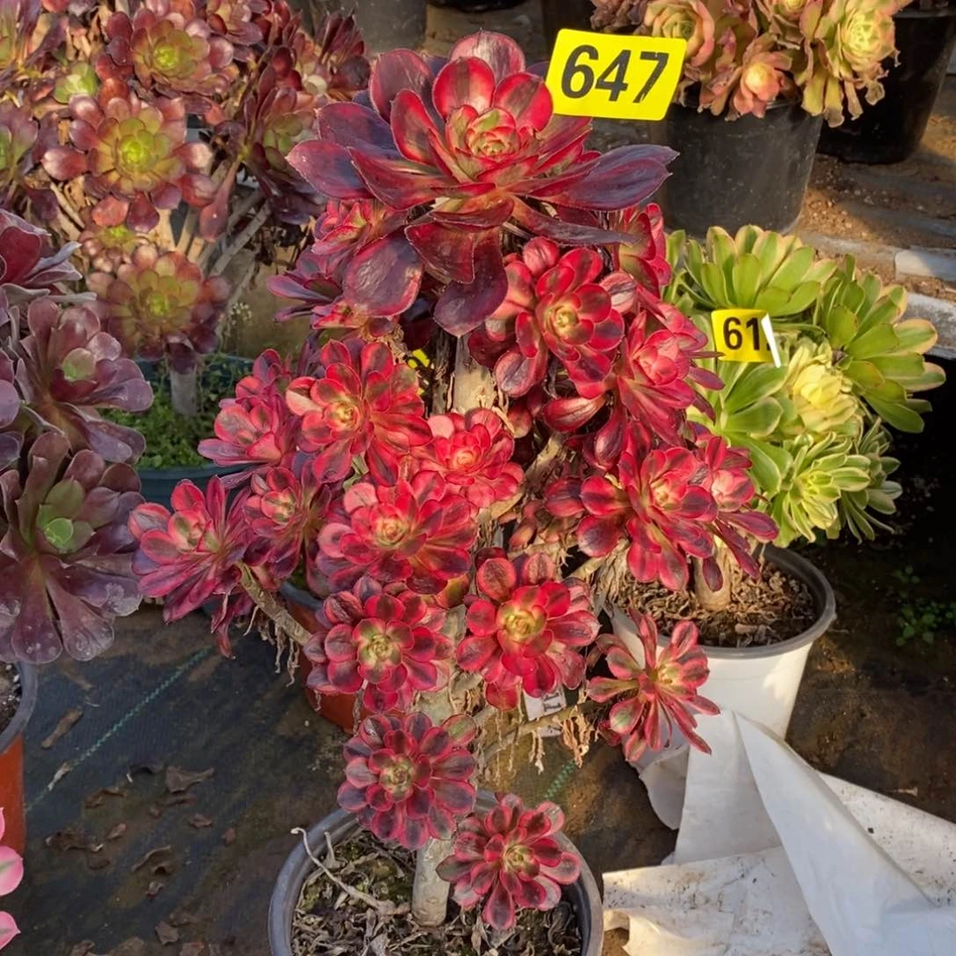 香奈多肉法师647