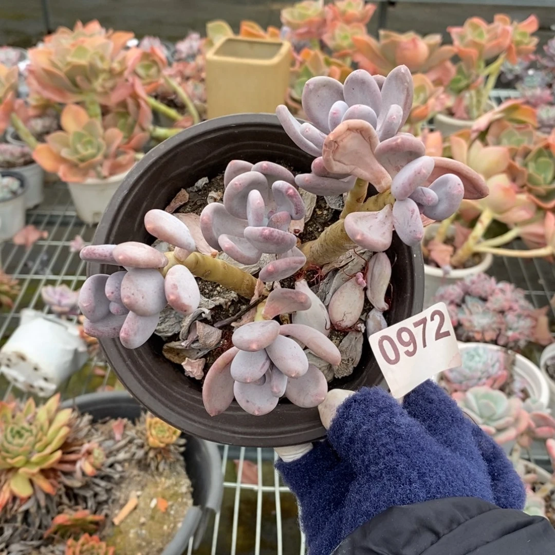 0972橙雪球一物一拍