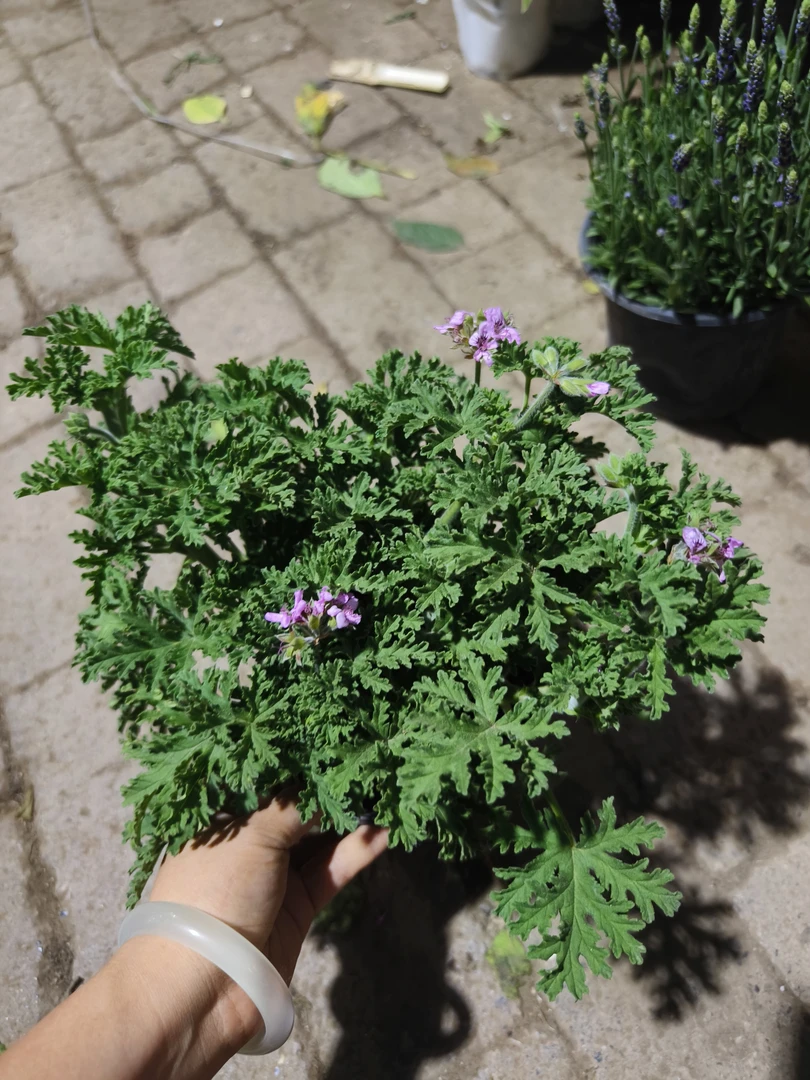 驱蚊草盆栽植物室内防蚊香绿植花卉