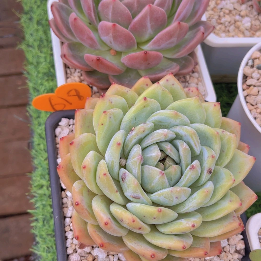 水*儿618号多肉植物一物一拍