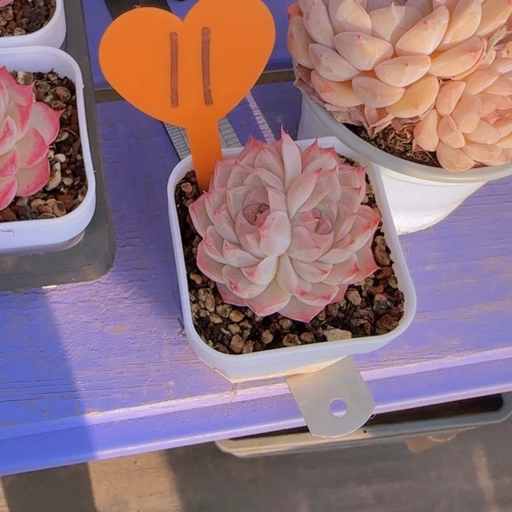 墨*11多肉植物一物一拍