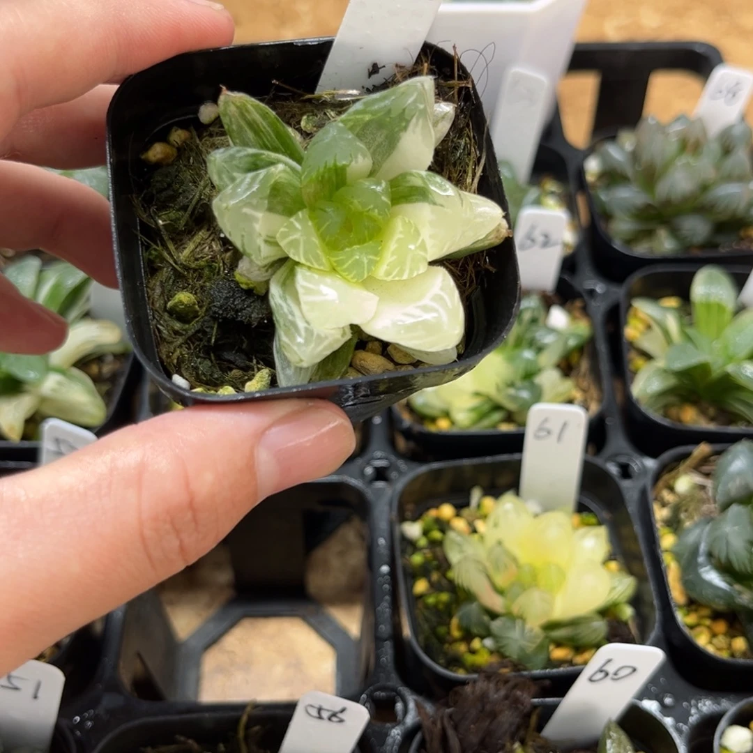 57夏沫玉露锦一物一拍