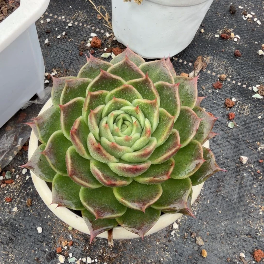 大富大贵，顺顺发财，2