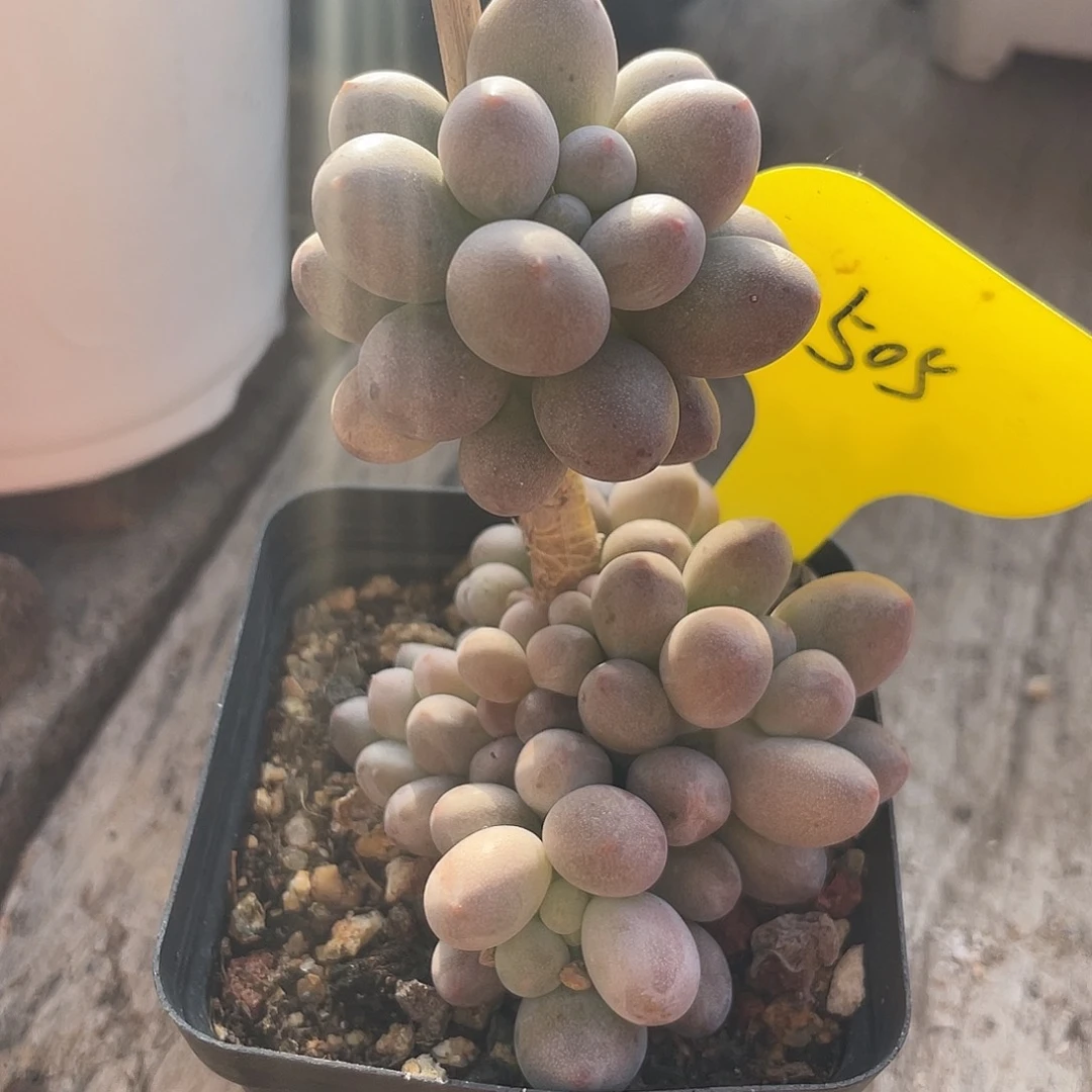 桃花奶多肉植物505