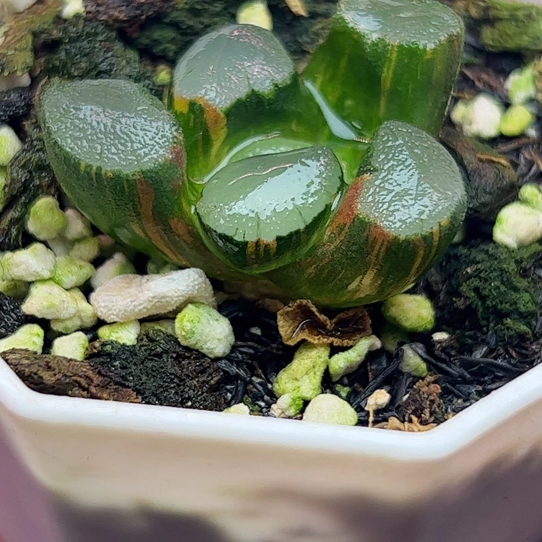 紫镜万象锦十二卷多肉植物