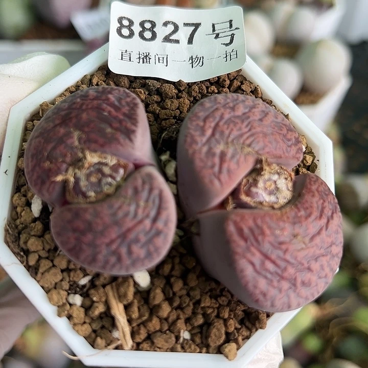 8827七年酒红大双头有点邹