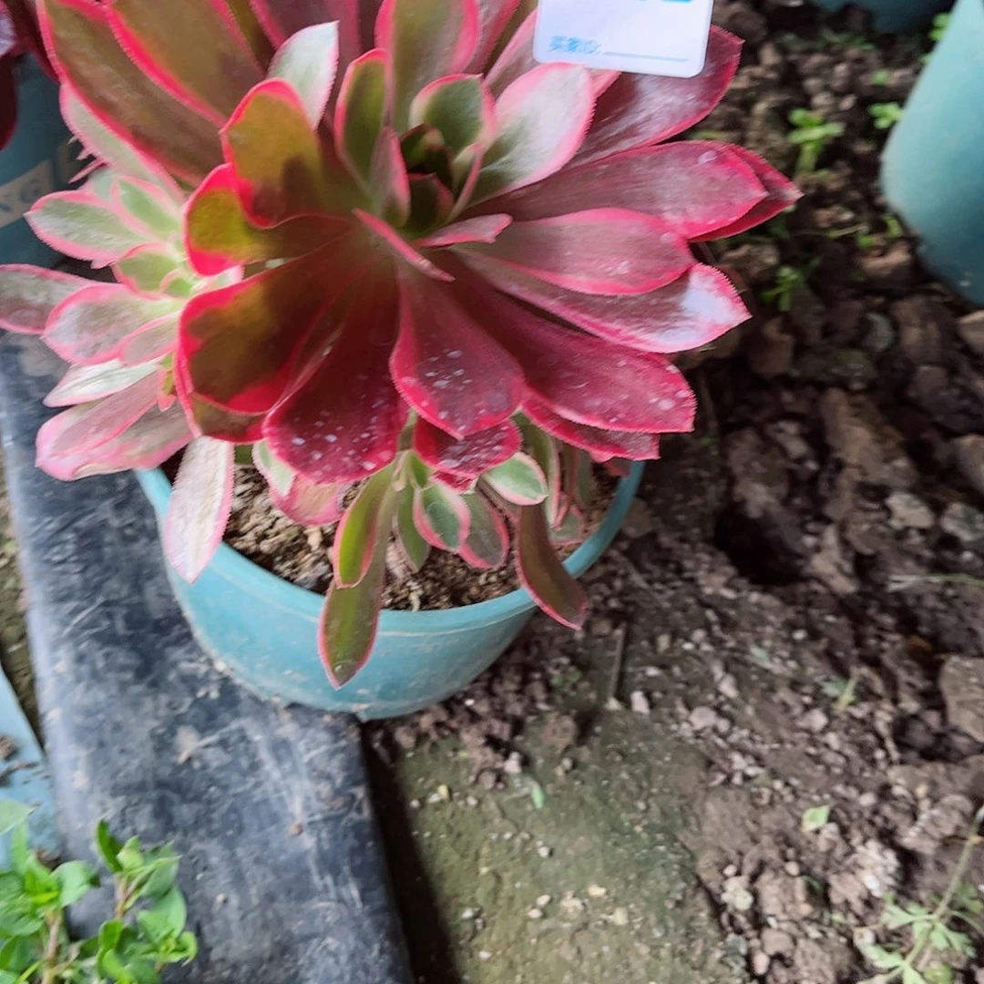 多肉植物392多肉