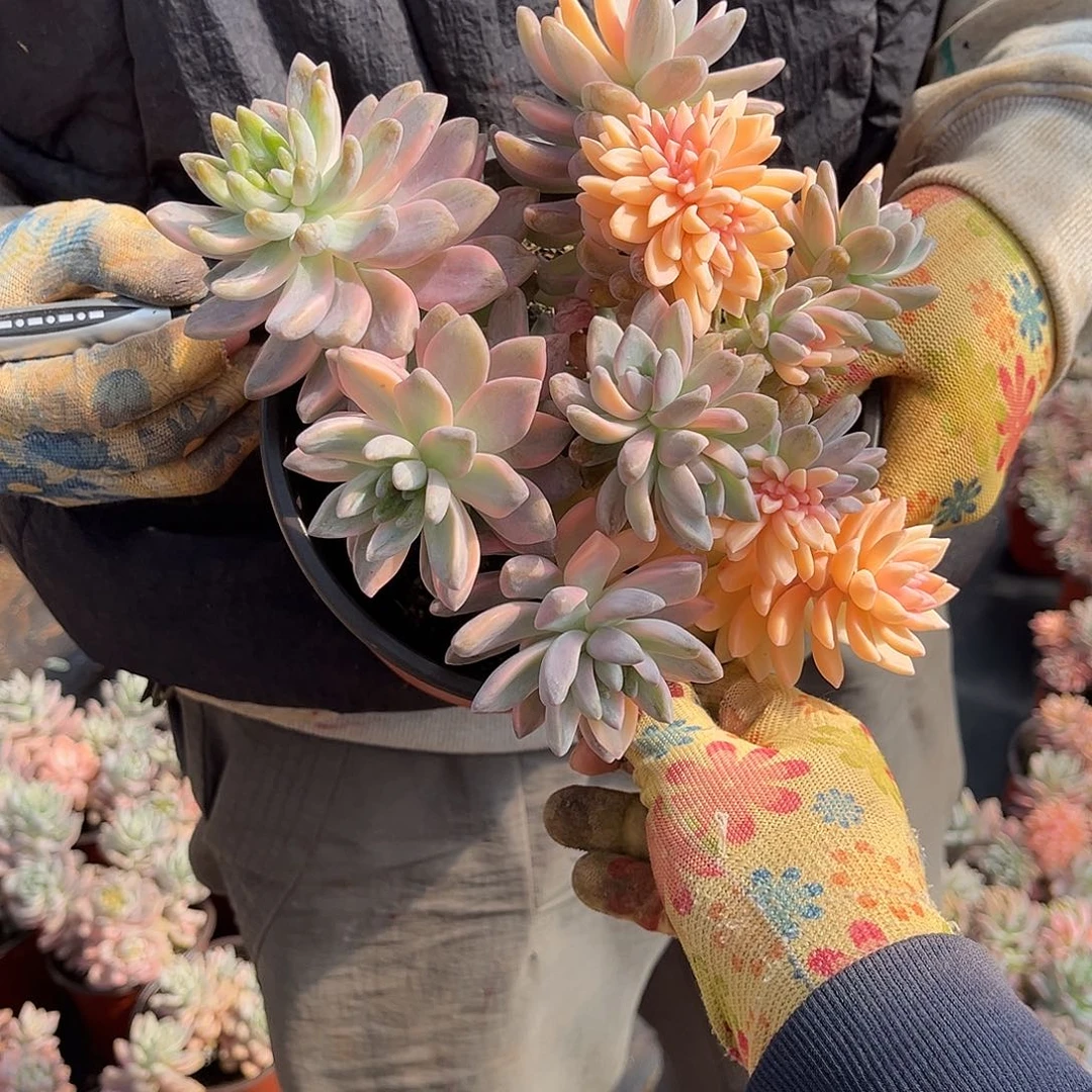 陈*多肉植物淡雪景D1